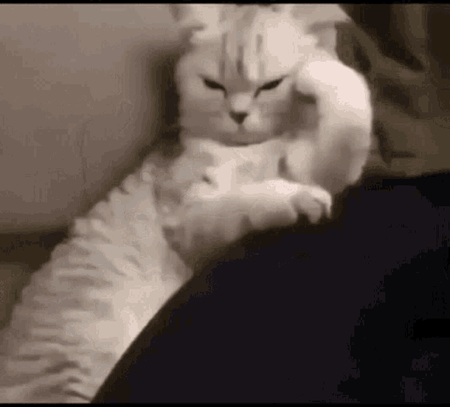 gif angry cat