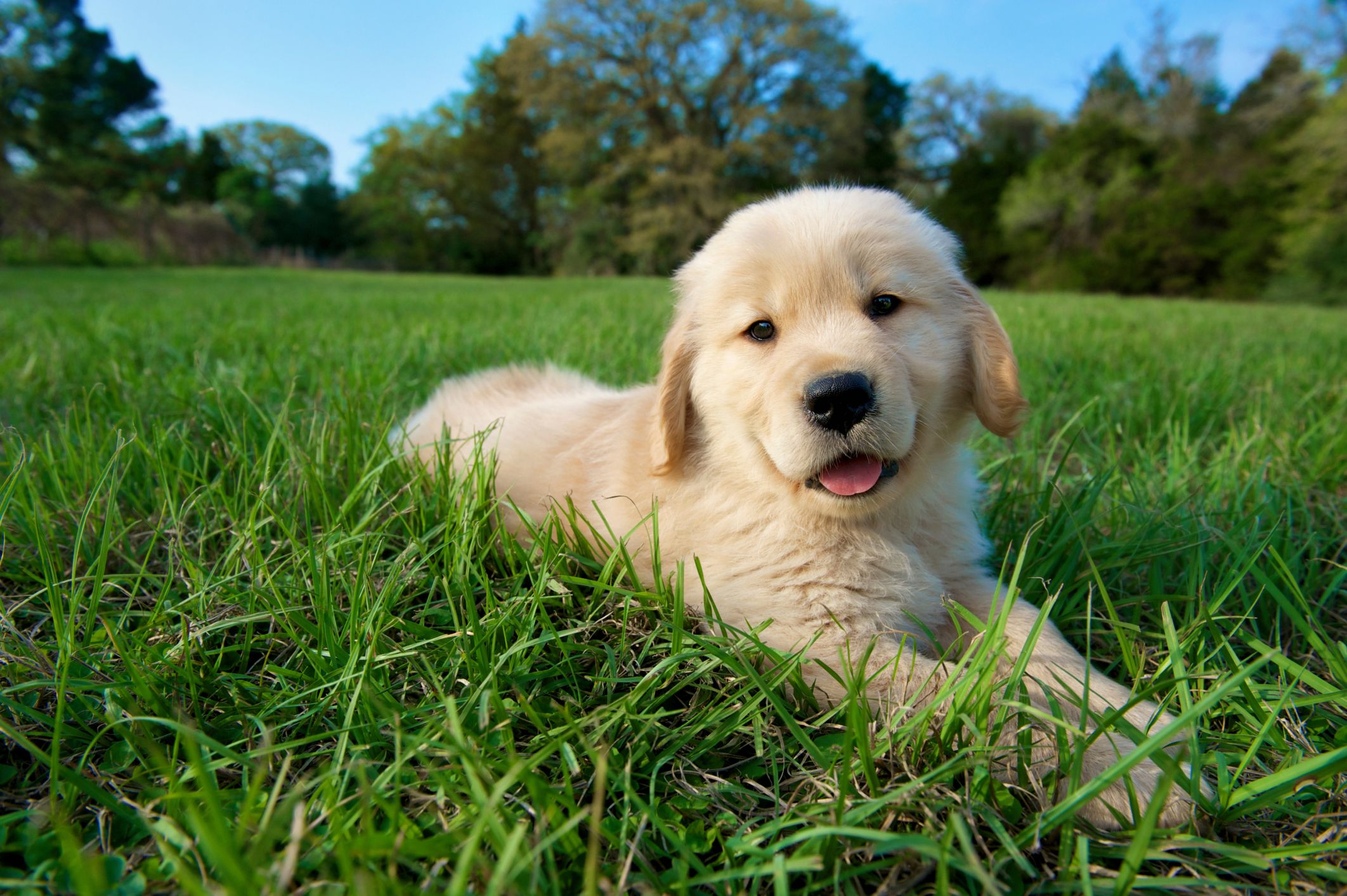 golden retriever cute