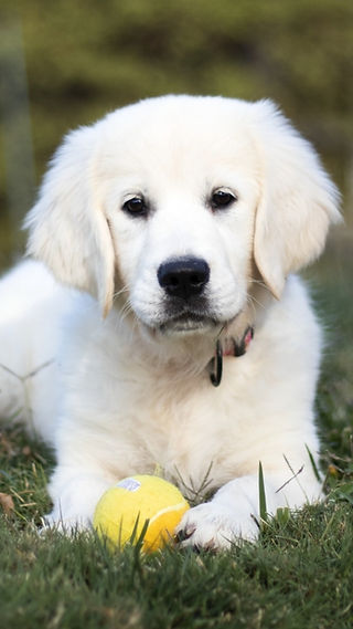 golden retriever puppies for sale near me