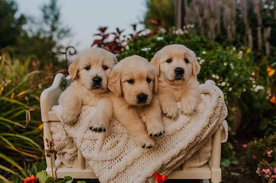 golden retriever puppies for sale