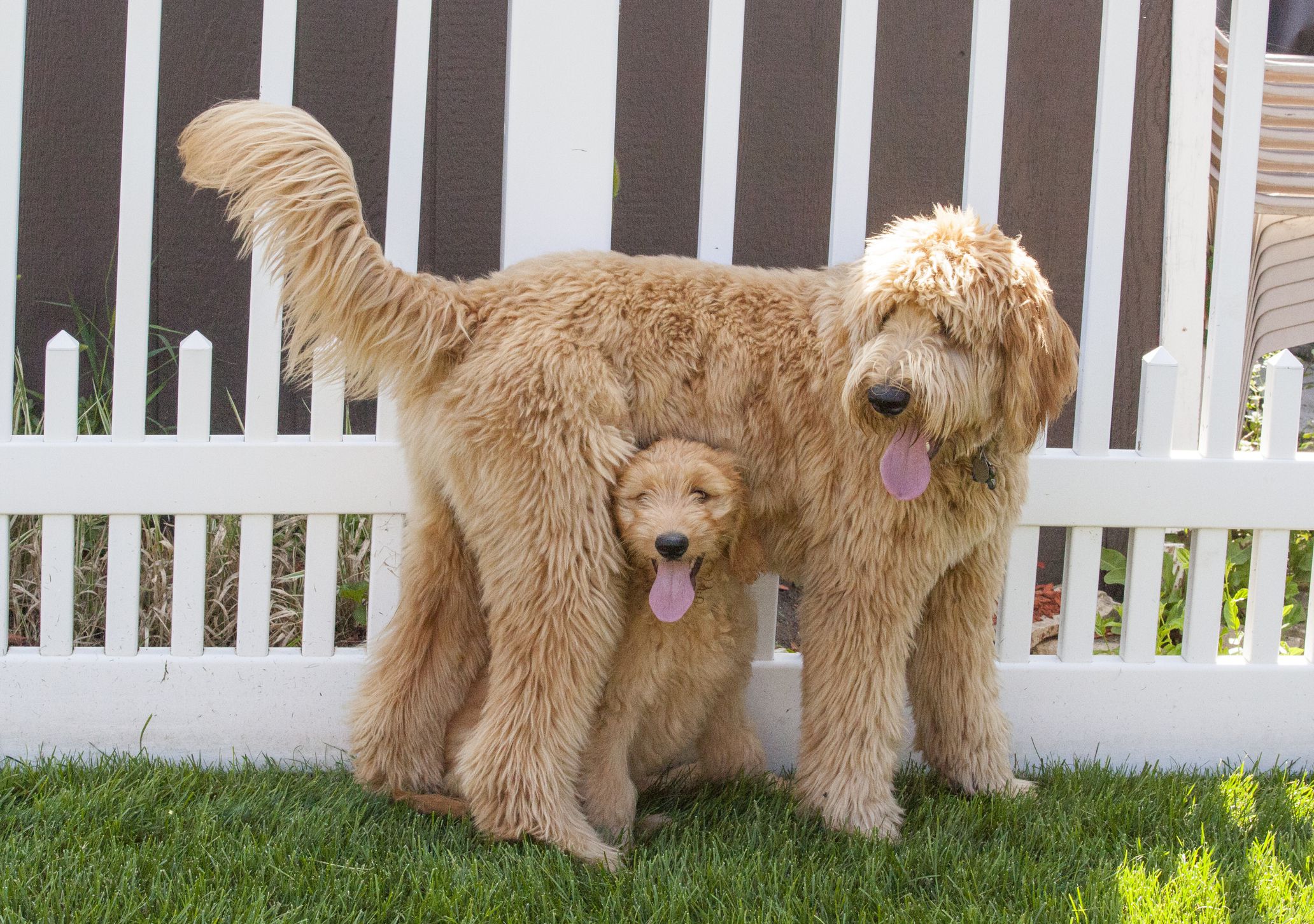 goldendoodle puppies