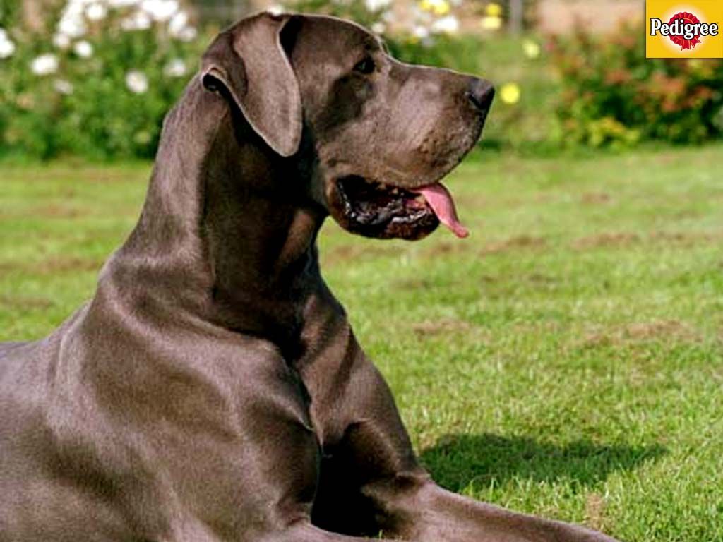 great dane brown