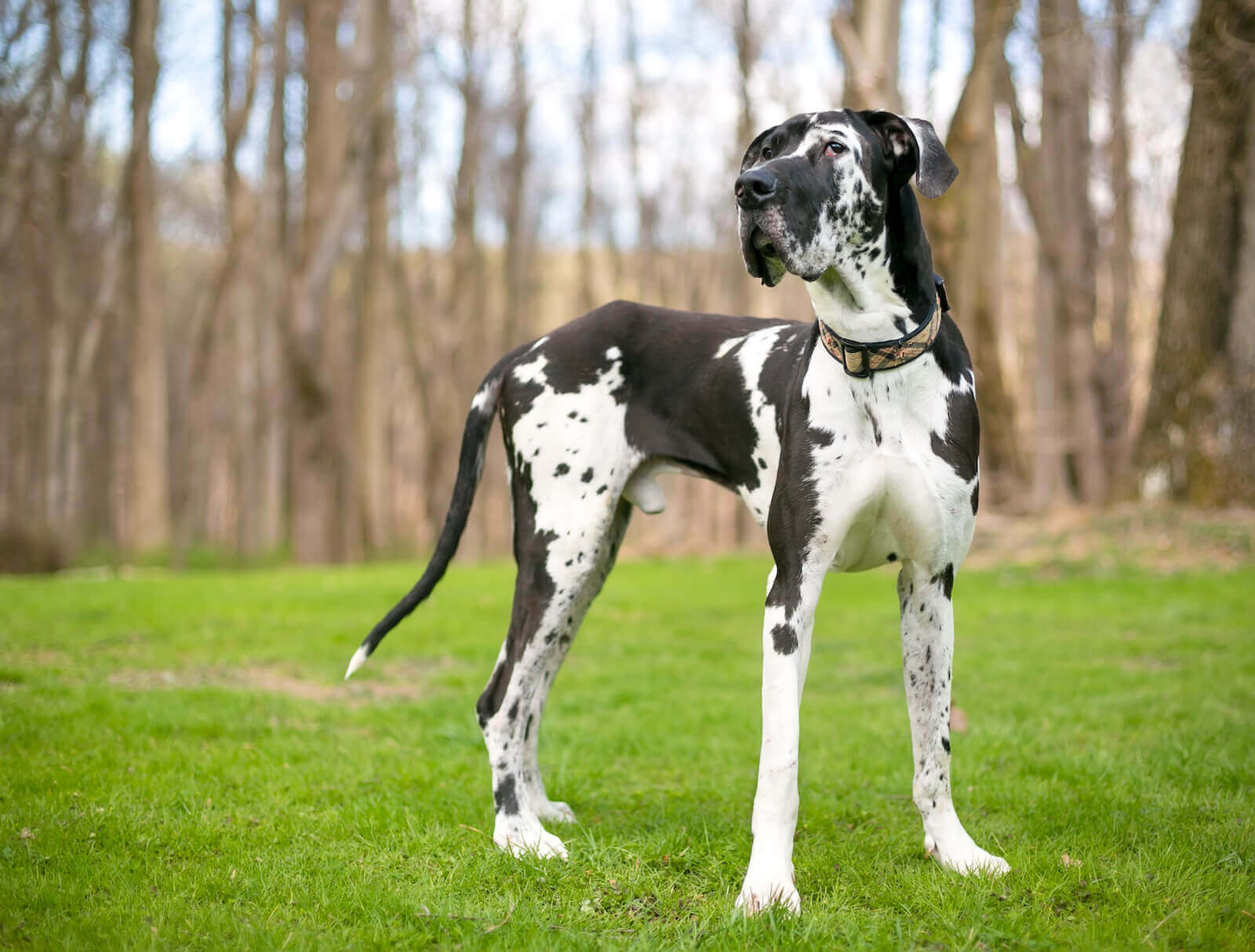 great dane puppies for sale in iowa