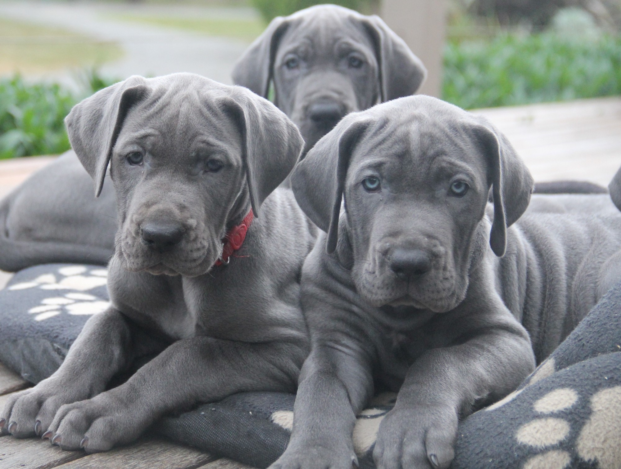 great dane puppies victoria