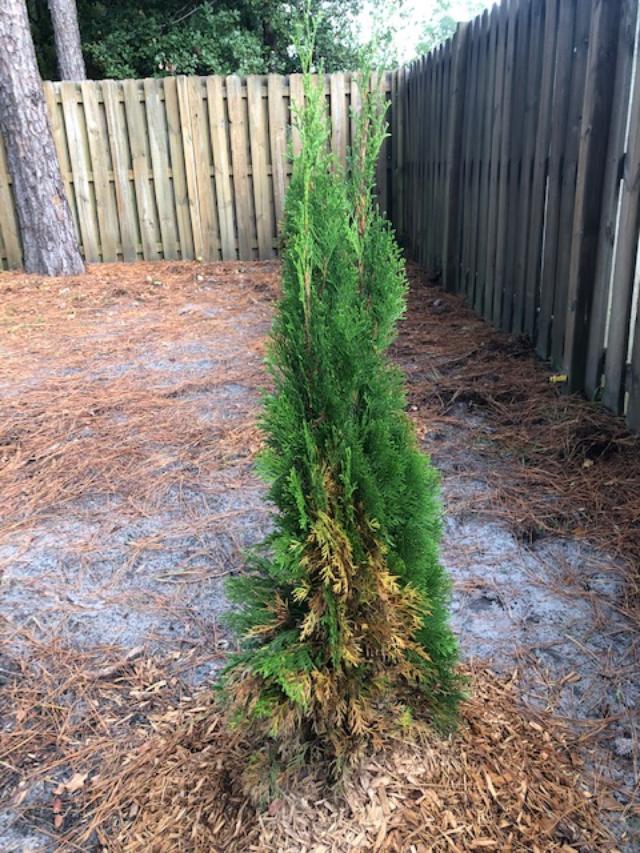 green giant arborvitae turning brown