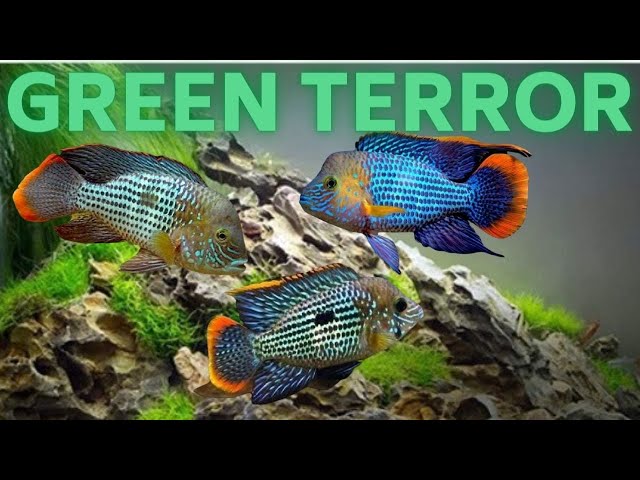 green terror akvaryumu