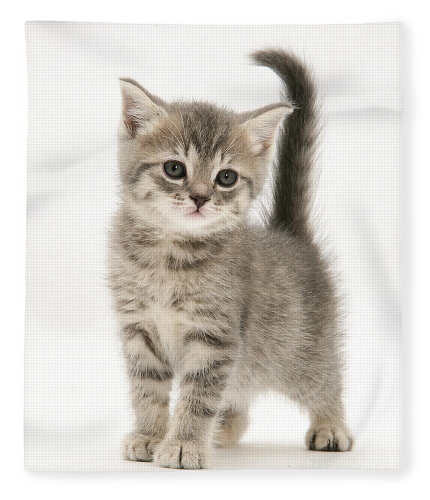 grey shorthair kitten