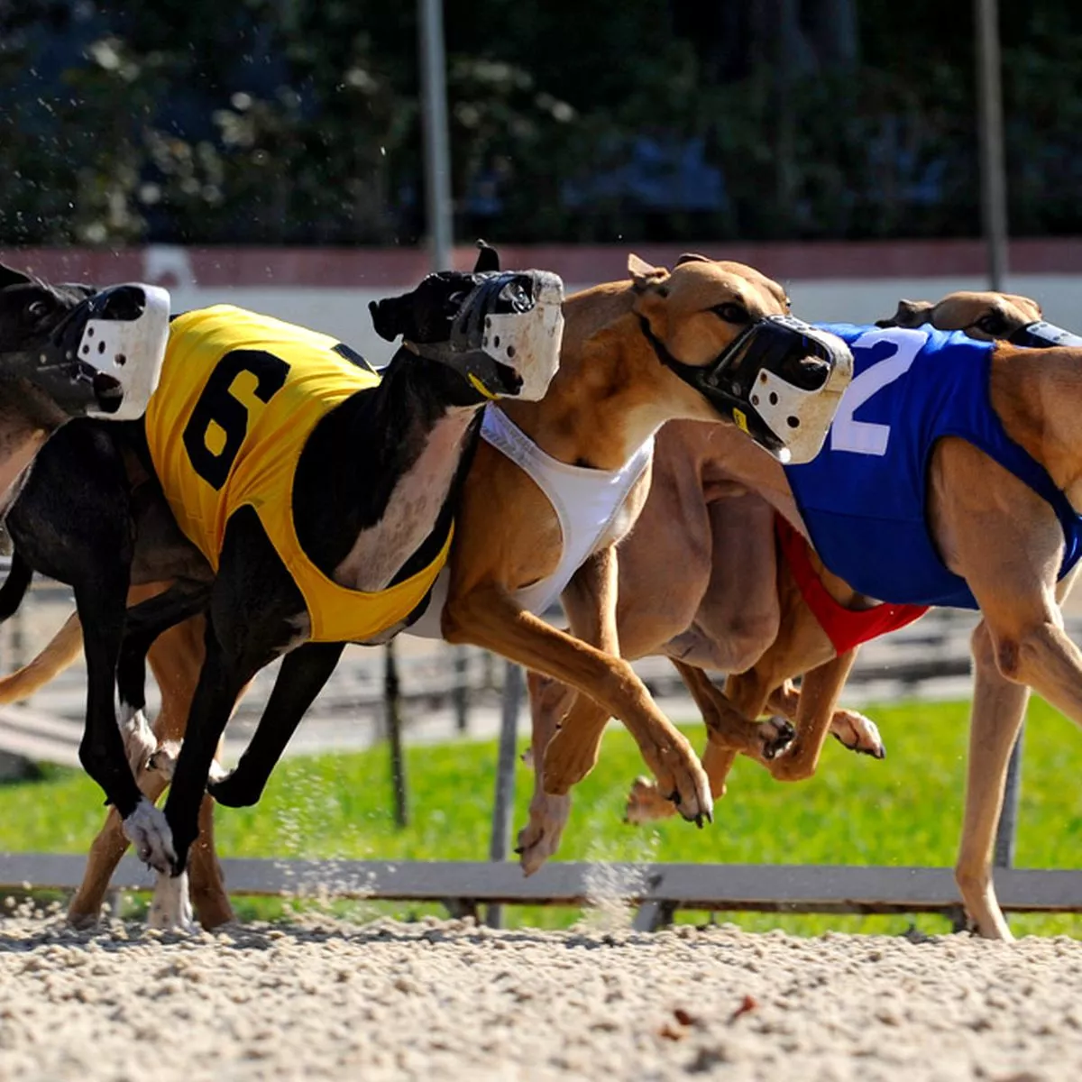 greyhound dog racing results