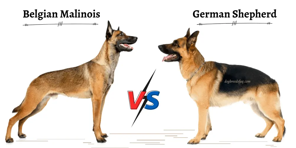 gsd/malinois