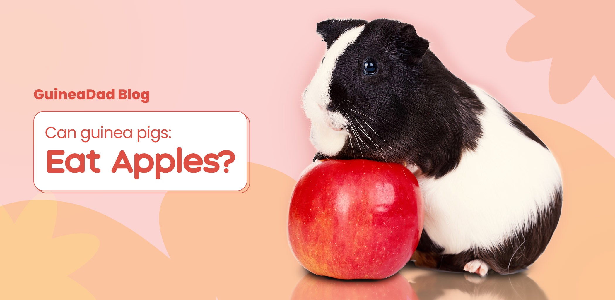 guinea pigs and apples
