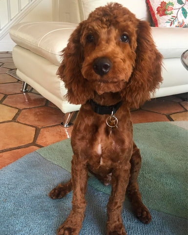 haircut styles for cockapoos