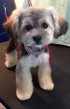 haircuts for shorkies