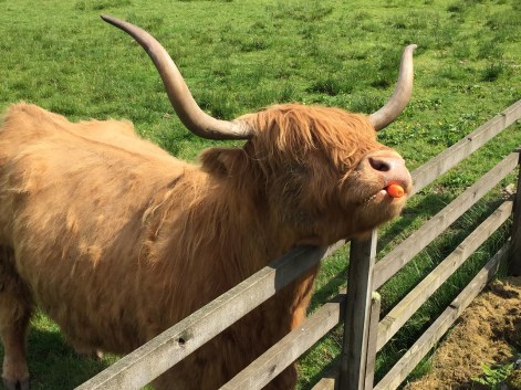 hairy coo tour scotland