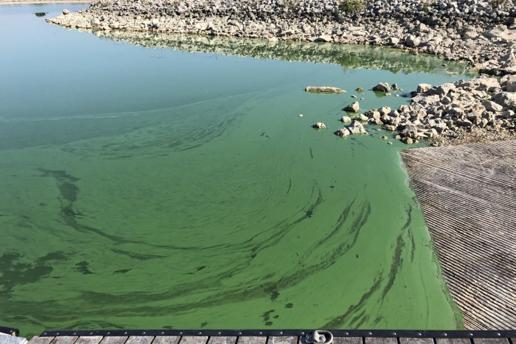 halifax blue green algae