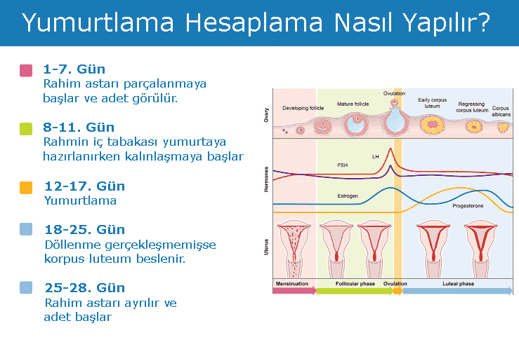 hamile kalma ihtimalinin en yüksek olduğu günler