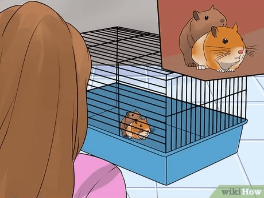 hampster porn