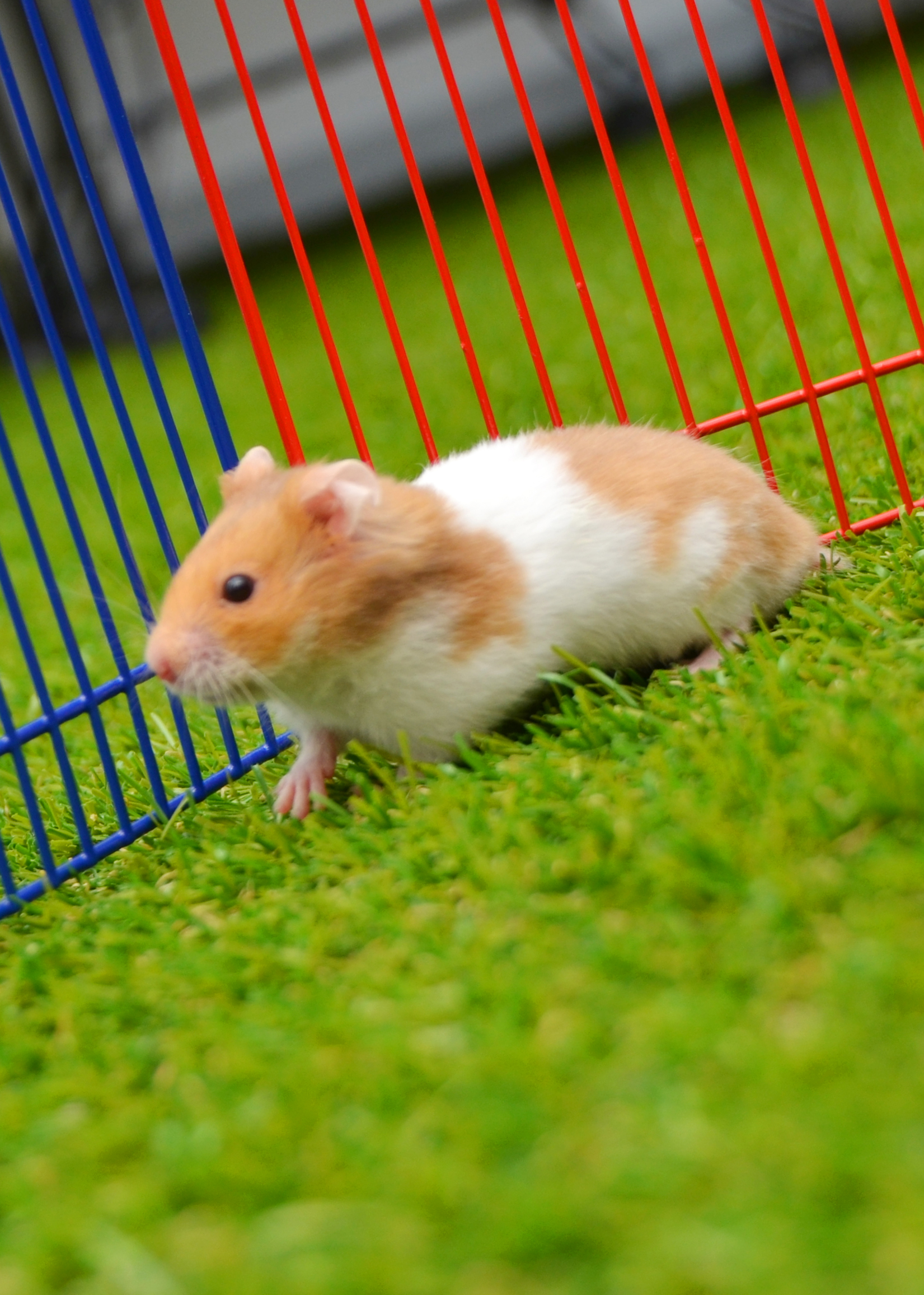 hamsters for sale birmingham