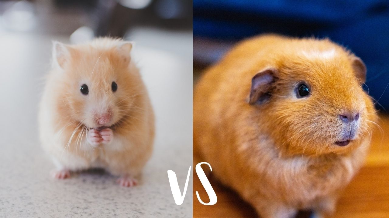 hamsters versus guinea pigs