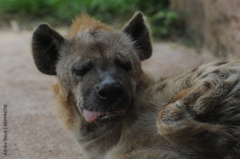 hanging hyena