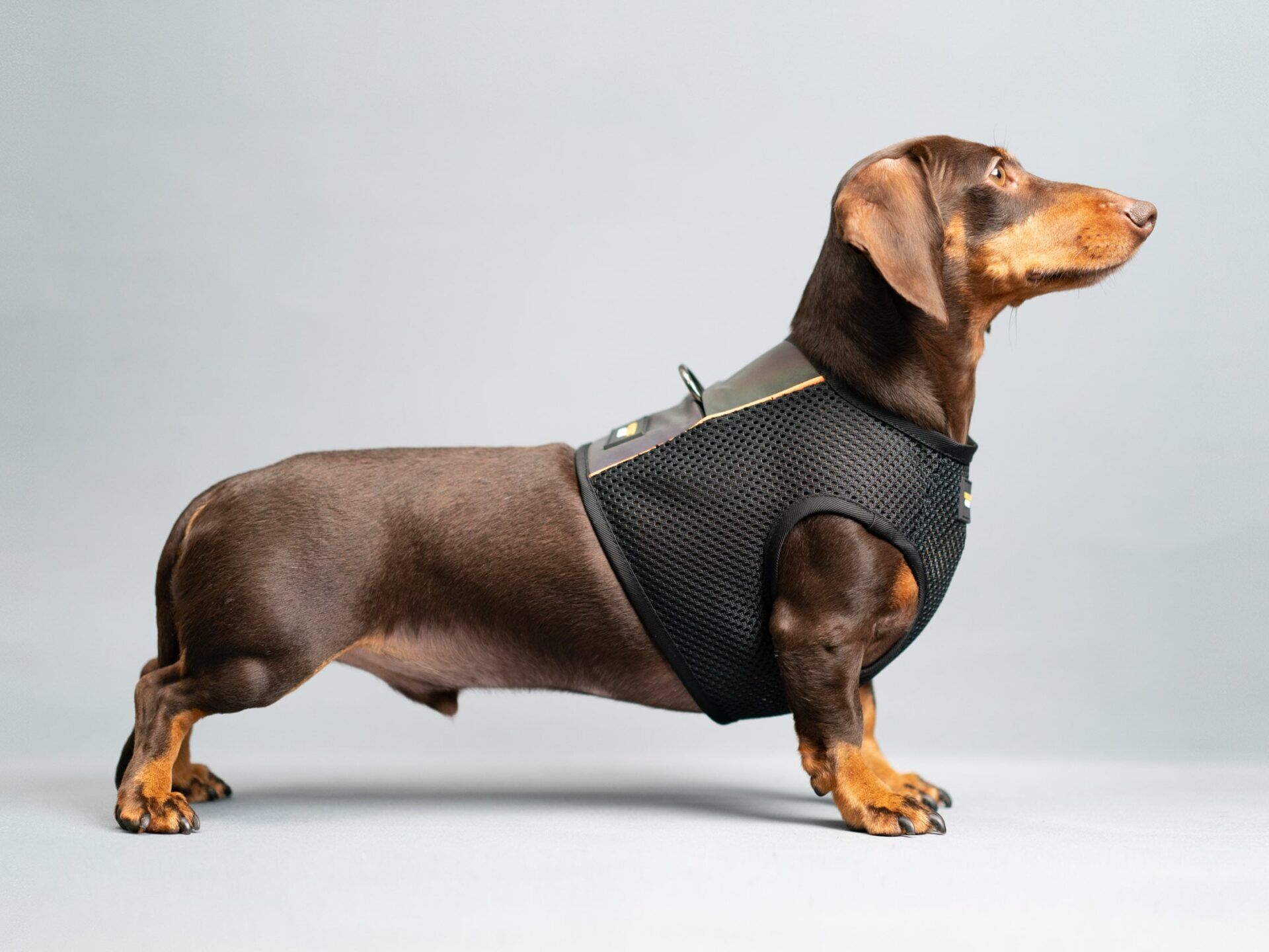 harness miniature dachshund