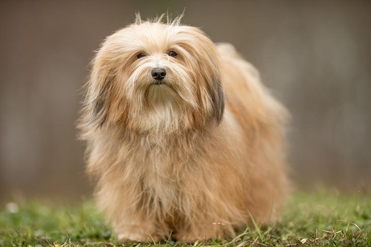 havanese fully grown