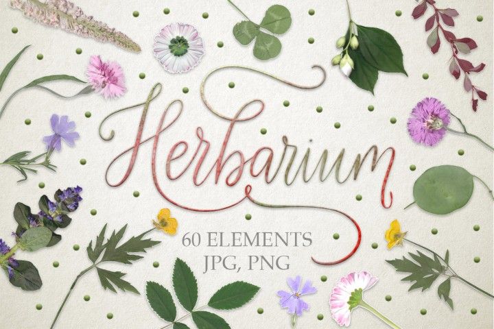 herbarium file design