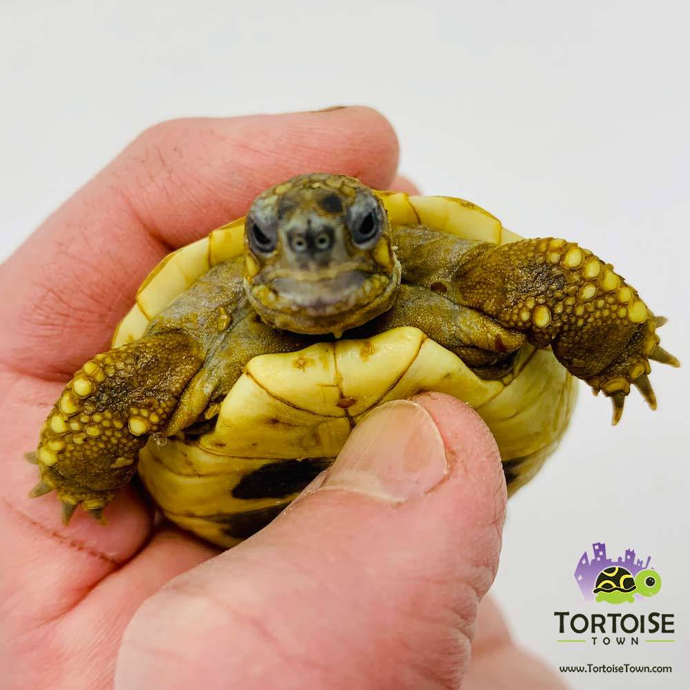 hermann tortoise for sale near me