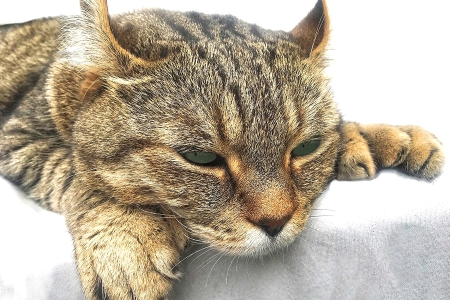 highlander lynx cat