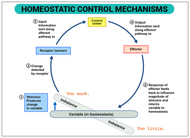 homeostasis örnekleri