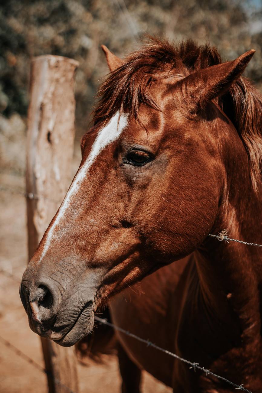 horse for sale near me