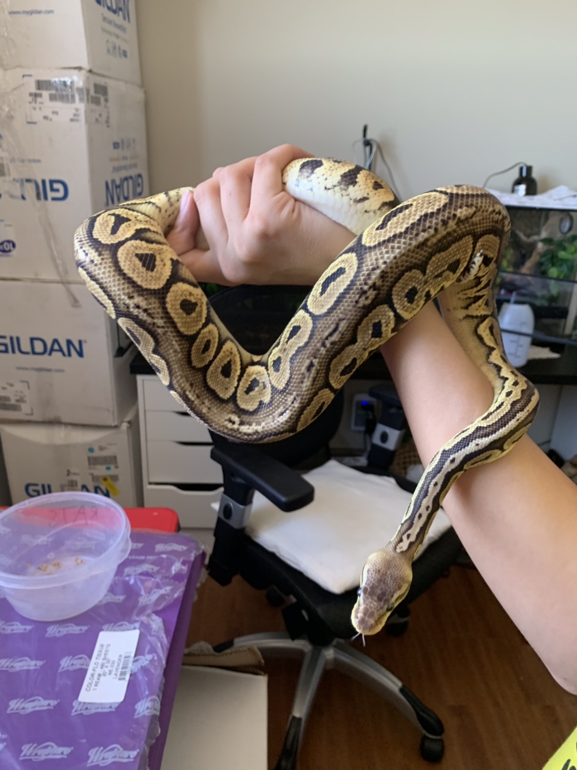 how much do ball pythons weigh