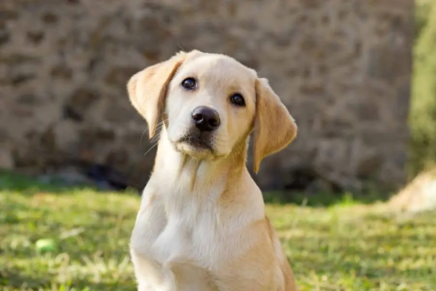 how much does a labrador cost