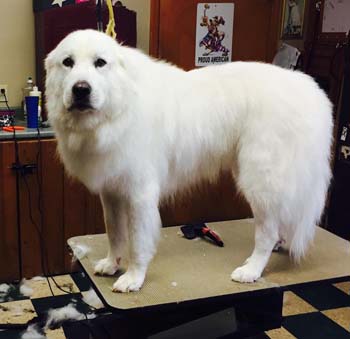 how to groom a great pyrenees