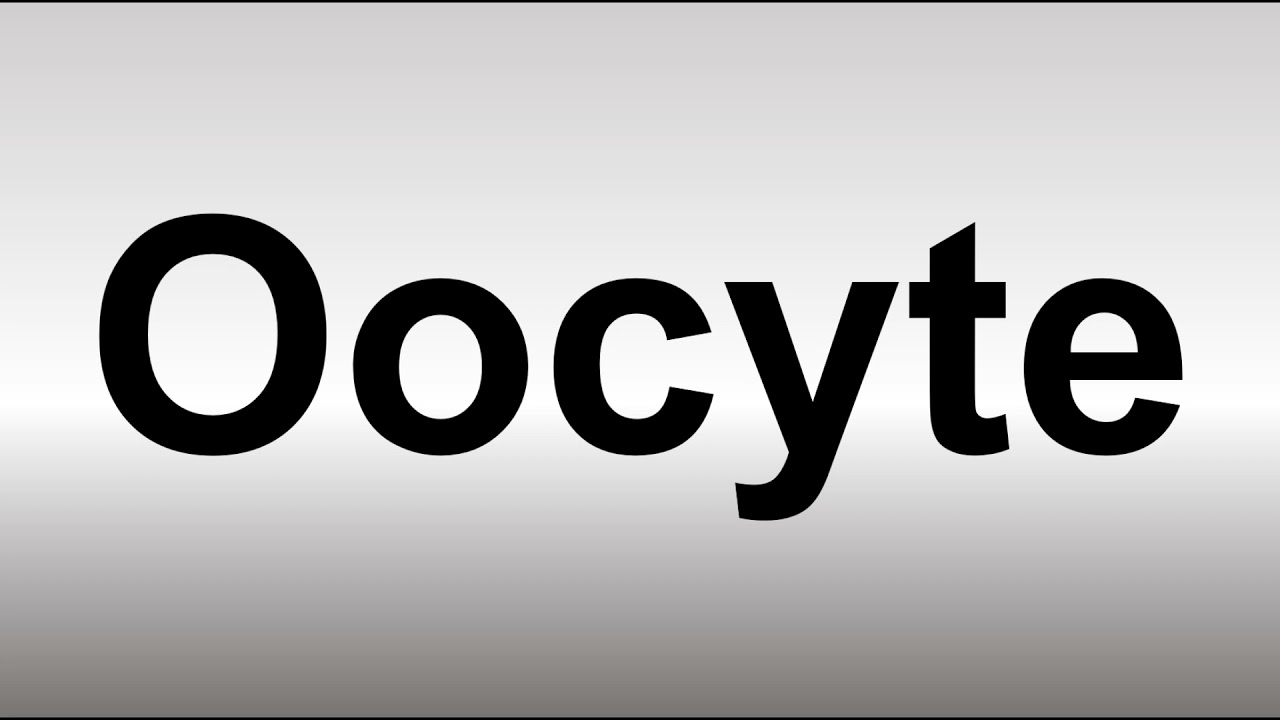 how to pronounce oocyte