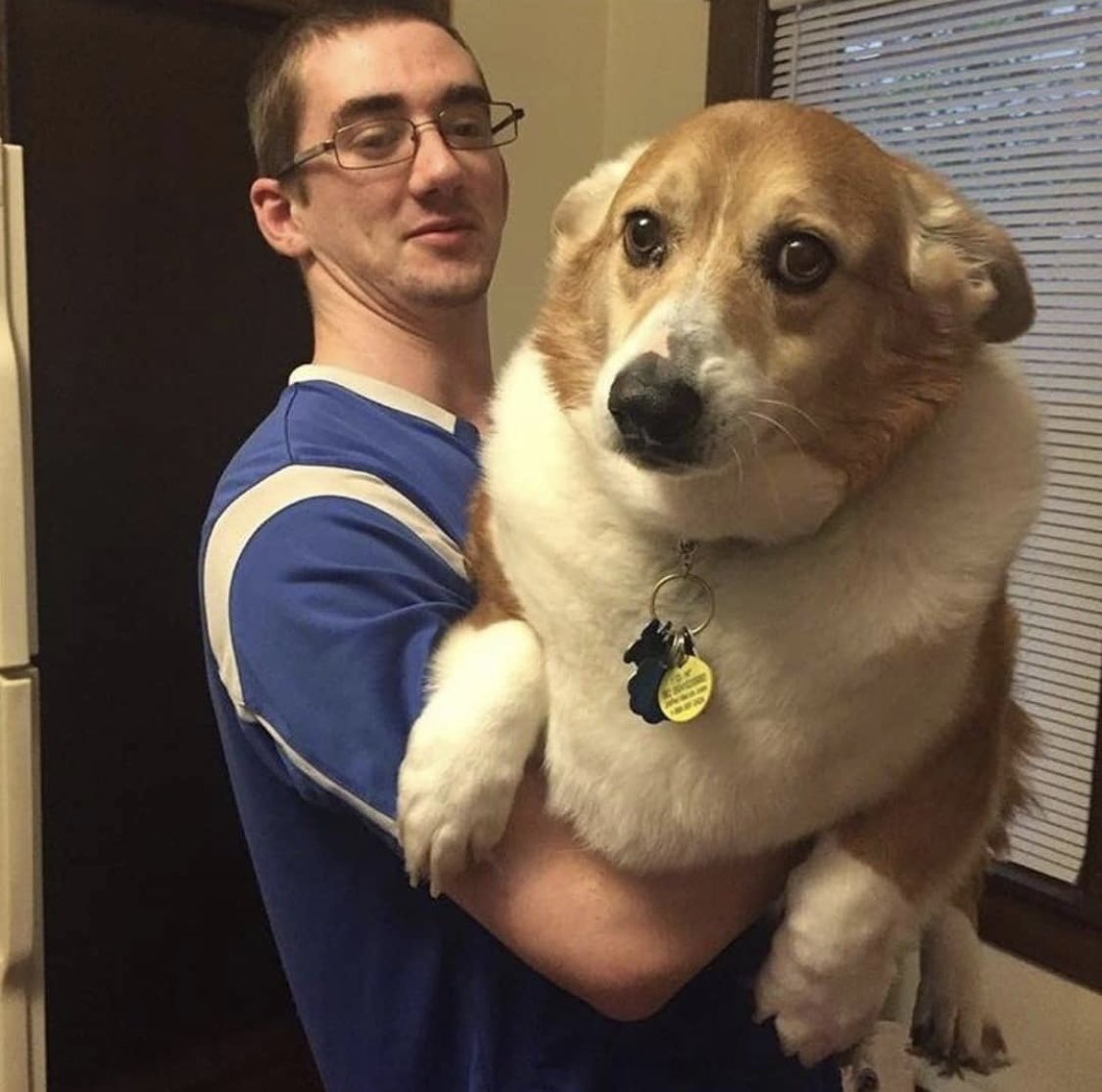 huge corgi