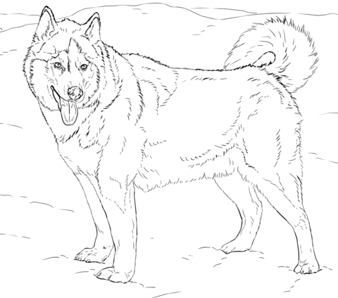 husky coloring pages