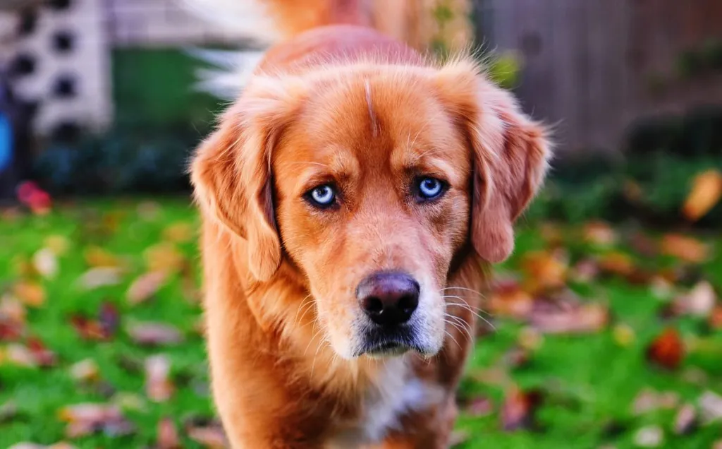 husky mixed golden retriever