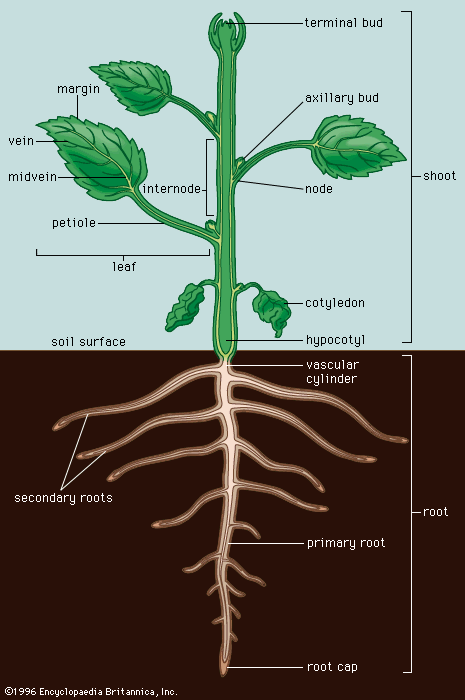 hypocotyl