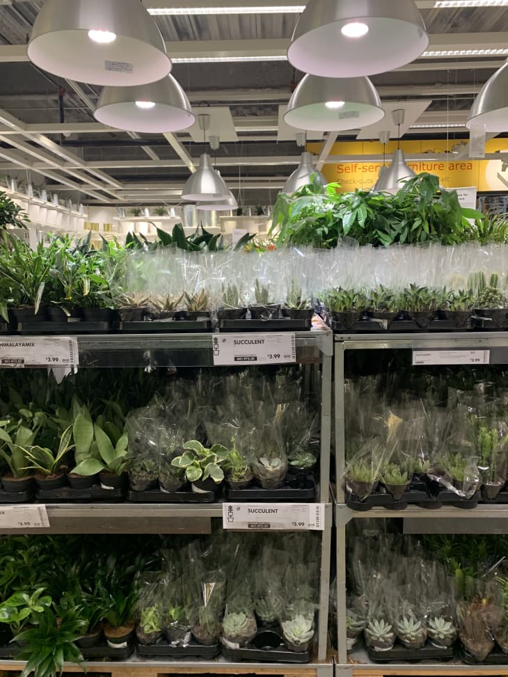 ikea indoor plants