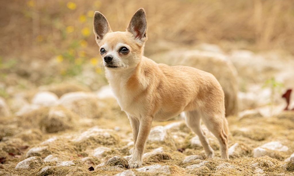 images of a chiwawa dog