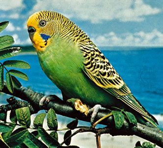 images of parrot bird