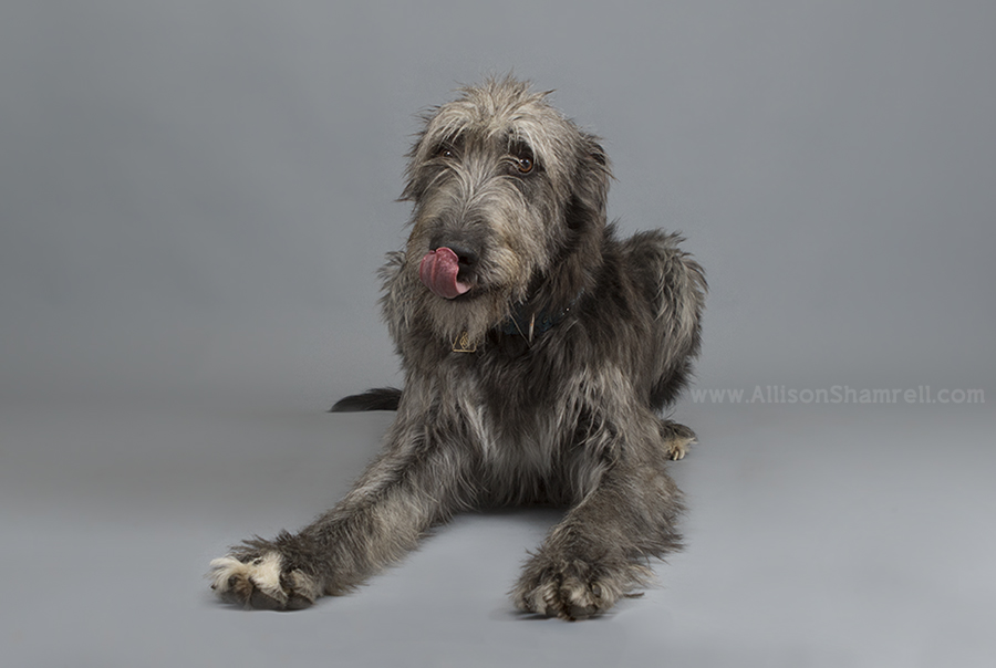 irish wolfhound puppies san diego