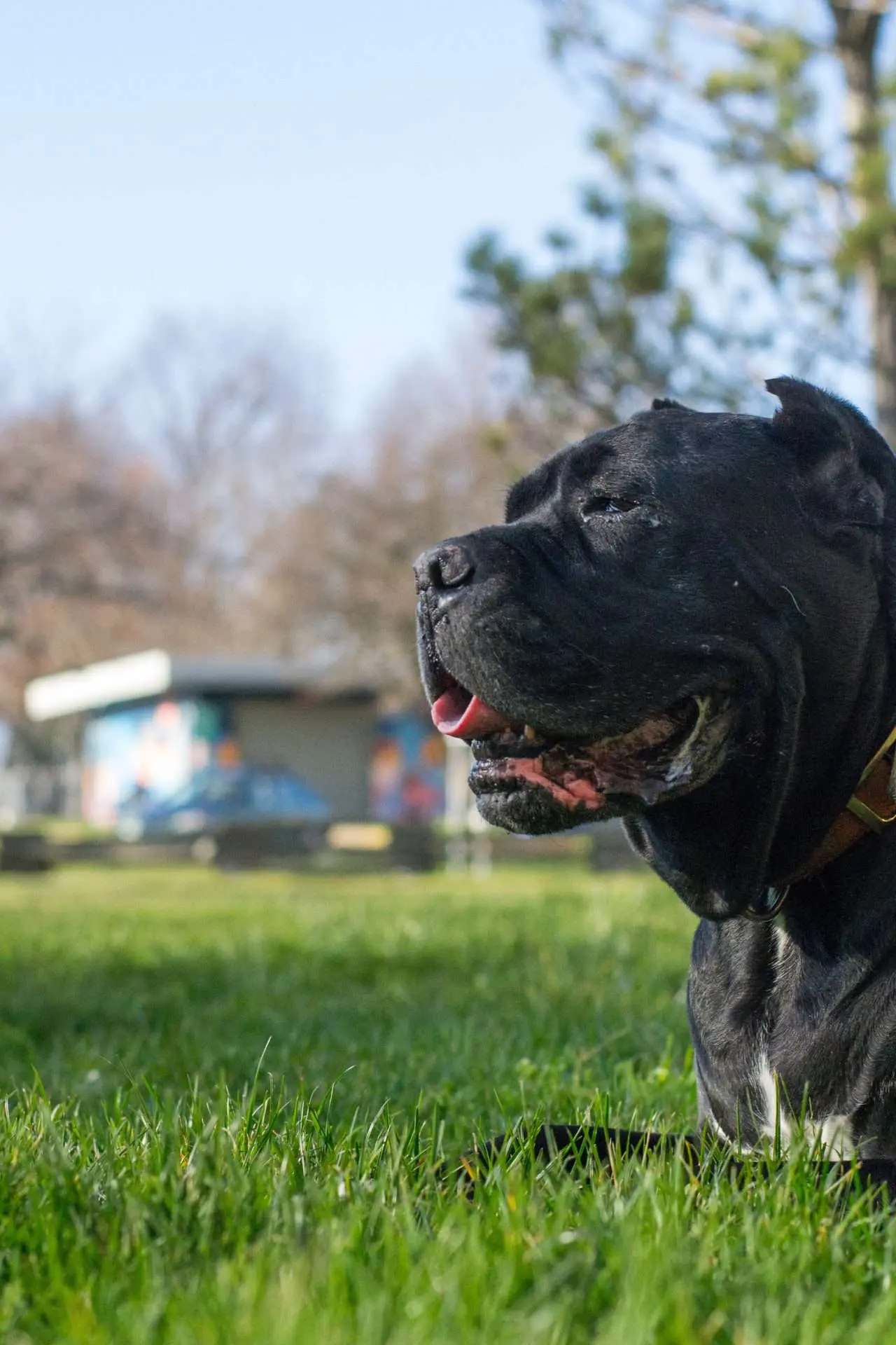 is cane corso dangerous