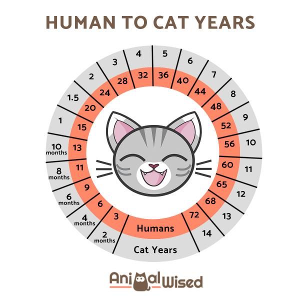 is there such thing as cat years