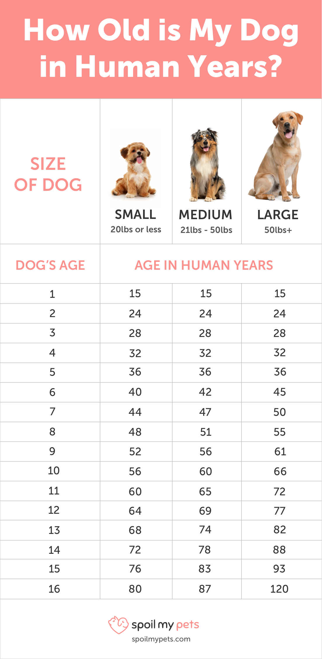 jack russell age chart