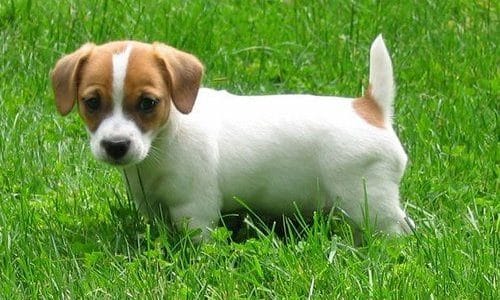 jack russell terrier pics