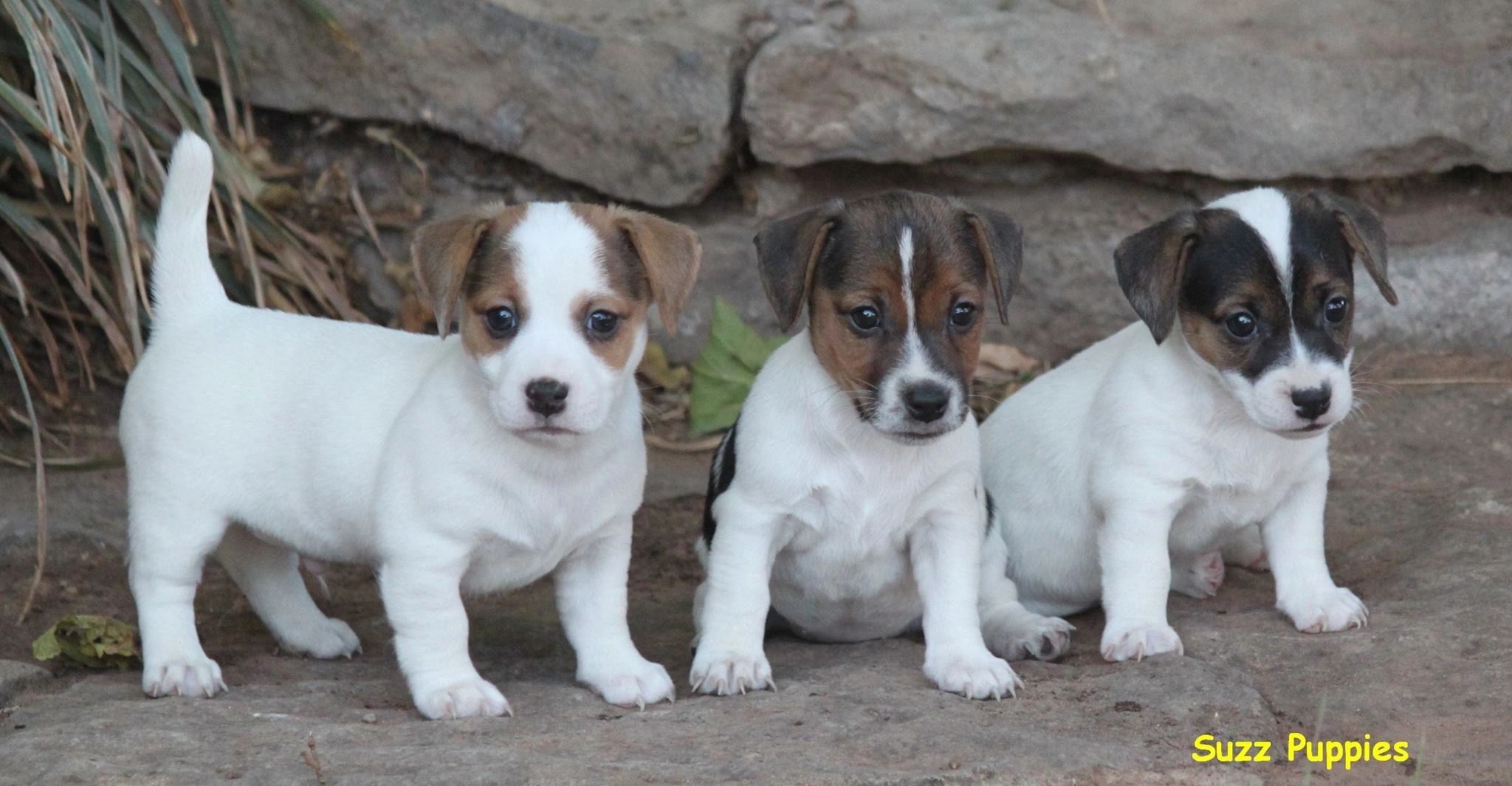 jack terrier puppies for sale