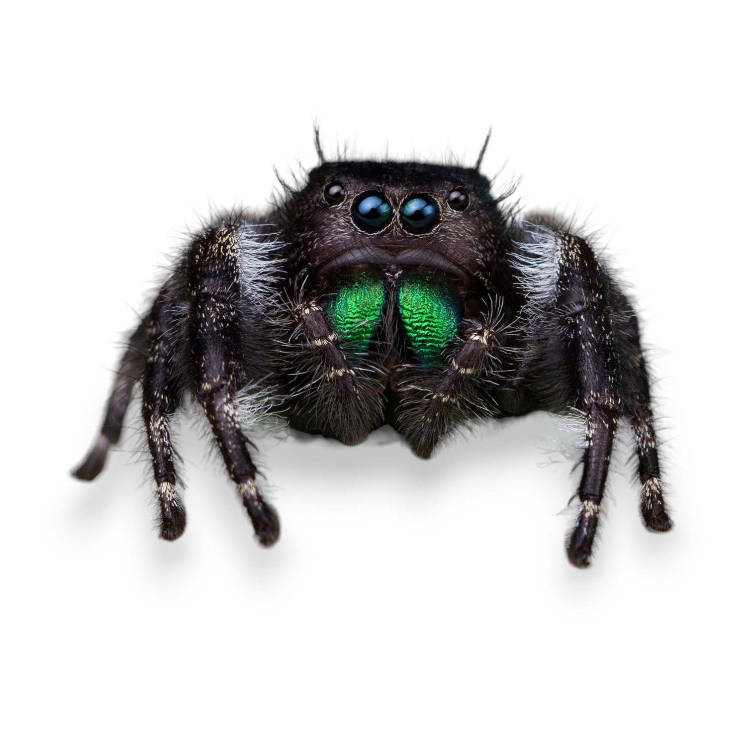 jumping spiders for sale