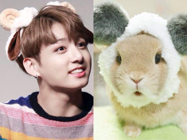 jungkook the bunny