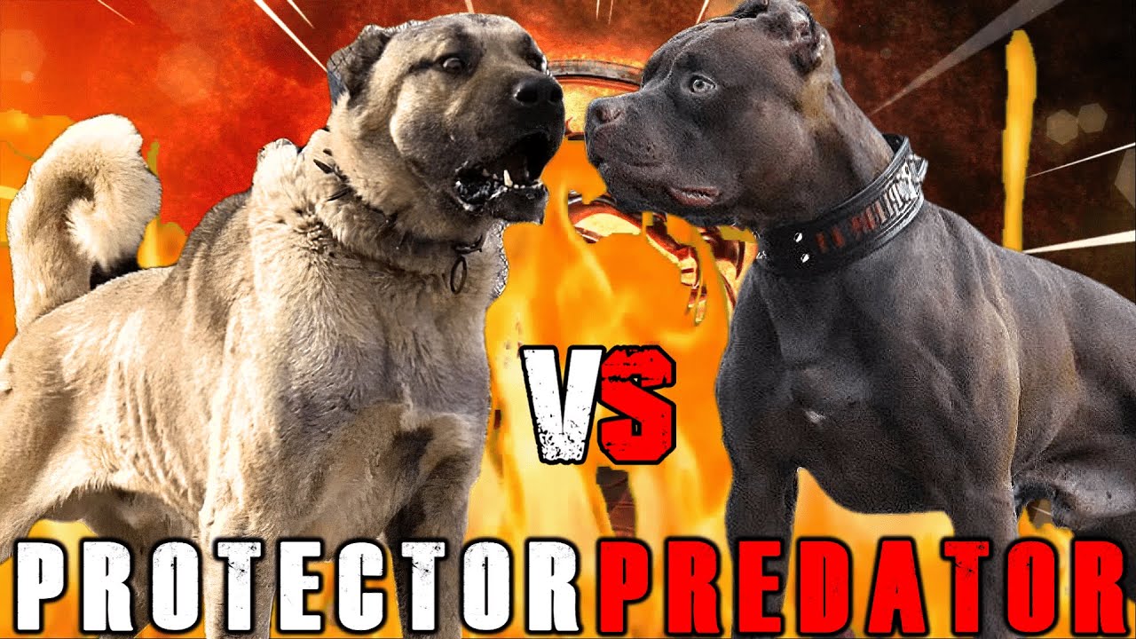 kangal dog vs pitbull